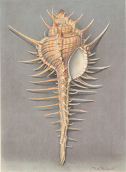 Murex ternispina